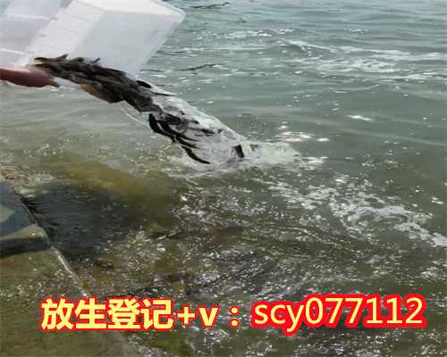 养殖大甲鱼放生能活吗，第九届青海湖裸鲤增殖放流暨观鱼放生节在刚察举行
