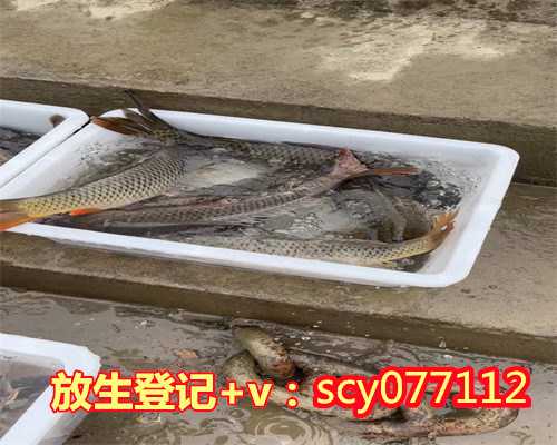 梅州放生的鱼类,梅州2023年乌龟放生日,梅州放蚯蚓的功德