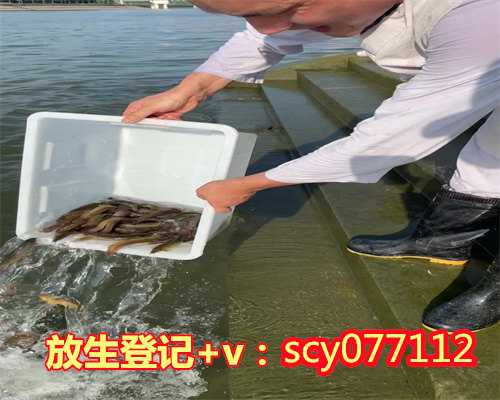 <b>放生两条鲤鱼，鲤鱼被迫喝清酒再放生净化灵魂日本民俗被指邪恶</b>
